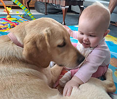 Baby & adult Labrador