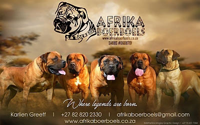 A group of 5 boerboels