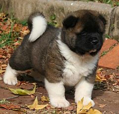 Akita puppy