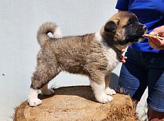 Akita puppy