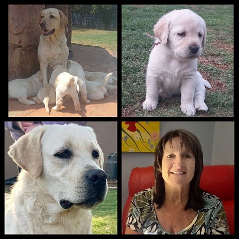 Yellow Labrador puppies and breeder