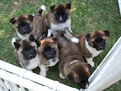 Litter of Akita puppies