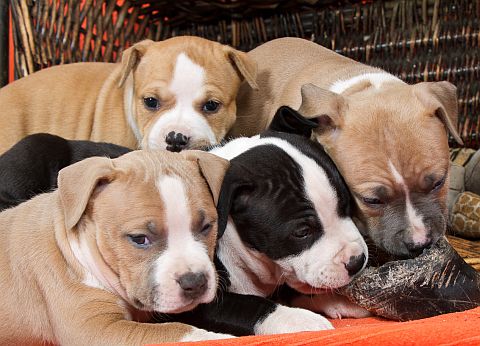 A basketfull of amstaff puppies.