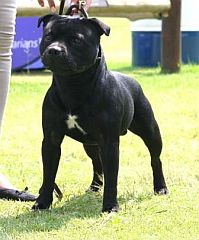 Black champion staffy.