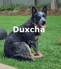 An alert dog with ears pricked up