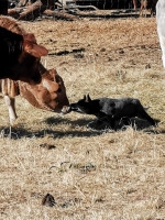 Confrontation between dog and cow