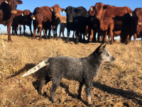 Dog  herding cattle