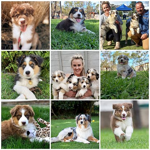 Australian shepherd puppies showing colours.