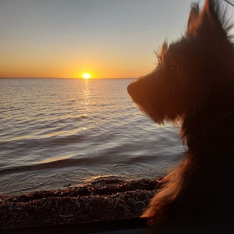 Australialn shepherd watching the sun set over the sea.