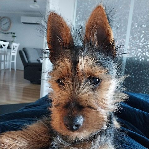 Australian terrier puppy