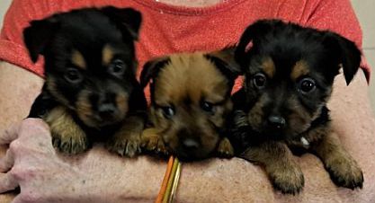 3 mischeivous little Ozzie puppies.