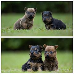 Australian terrier puppies