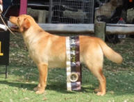Champion Labrador