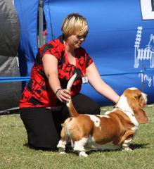 Basset hound in the show ring