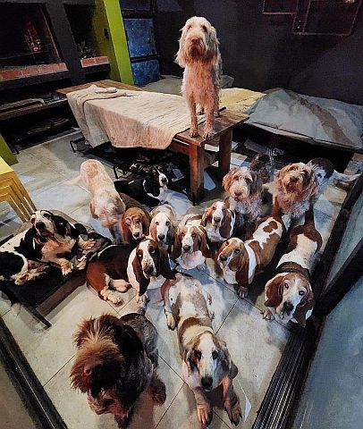 A gathering of our dogs, both spinoni & basset hounds.