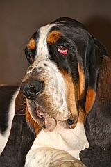 A basset hound with appealing eyes.