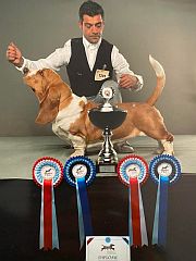 An outstanding champion basset hound 