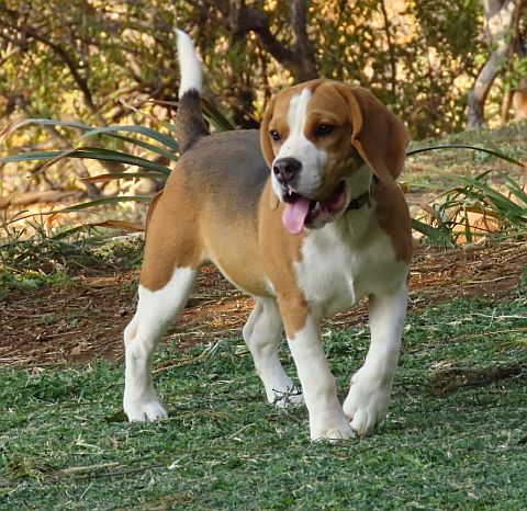 Beagle finding shade under a tree.