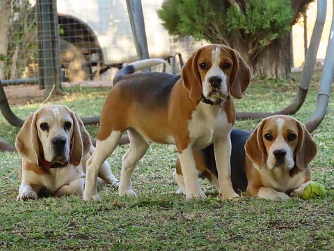 3 beagles posing for the camera.