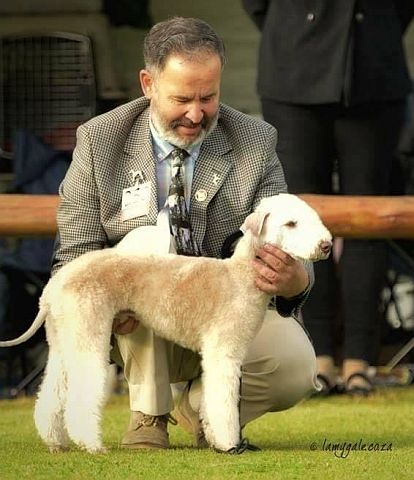 Liver-coloured Bedlington Terrier.