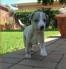 Whippet puppy
