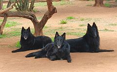 Three big black Belglian shepherd dogs