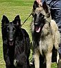 tervuuren and groenendael belgians