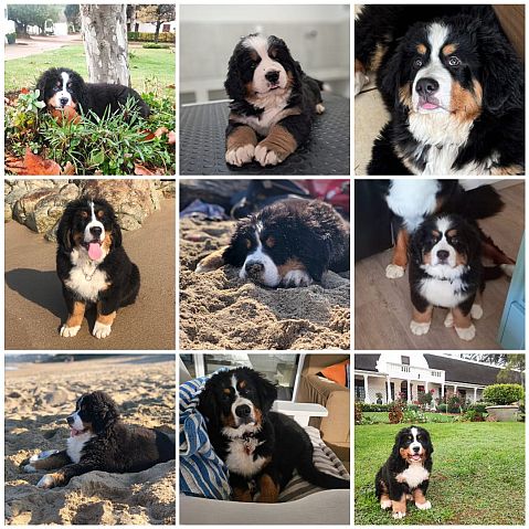 Collage of Bernese Mountain Dog puppies