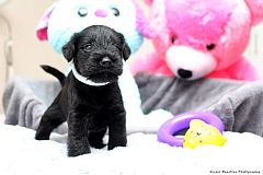 Black miniature schnauzer puppy with stuffed toys.