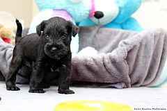 Black puppy standing by his bed.