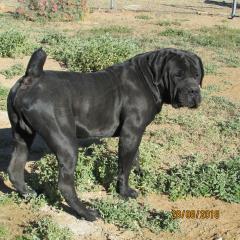 A strong, muscular black boerboel dog