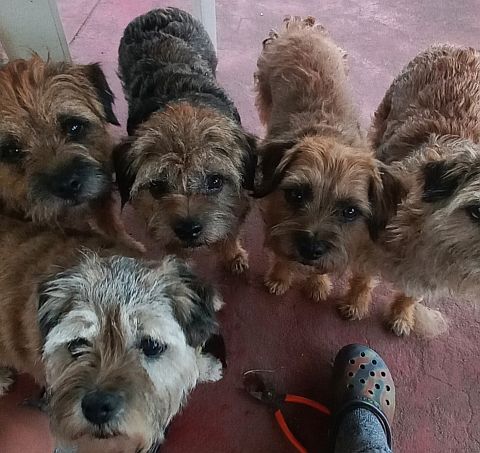 Our pack of Border Terriers.