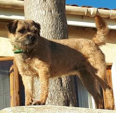This Border terrier likes a high vantage point. 