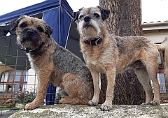 Two dogs standing on a rock
