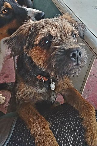 An alert little terrier.