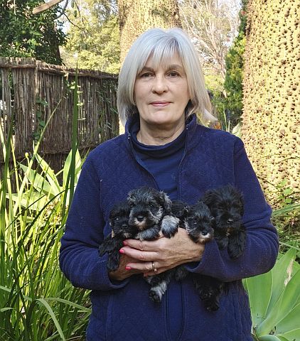 Dog breeder holding a bundle of miniature schnauzer puppies.