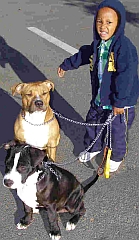 Little boy proudly holding the leads of two well-behaved dogs.