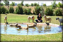 Our Labradors splashing in the pool