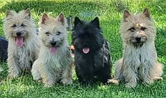 A group of Cairn terriers sitting in a row for the photo.