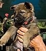 German shepherd puppy being held.