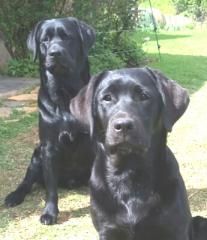 Two black adult Labradors
