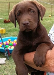 Chocolate Labrador baby puppy