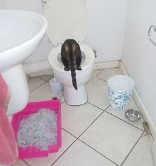 Cat drinking from toilet bowl