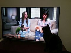 Cat watching cat program on TV