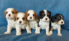 5 cavalier king charles spaniel  puppies