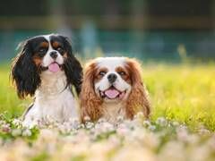 Two little spaniels