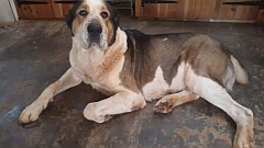 Central Asian shepherd, or alabai, relaxing on the floor.