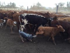 Australian cattle Dog herding cattle on a farm in South Africa