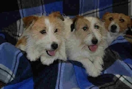 Rouch coat Jack Russels