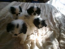 4 little Japanese chin puppies
